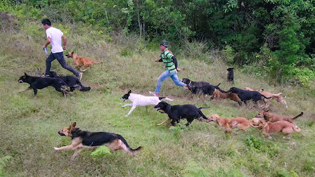 netflix dogs territorio de zaguates